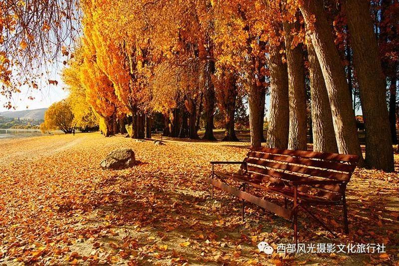 对要死了的狗狗一个尊重的解决方法游戏画面